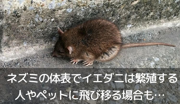 ネズミの体表でイエダニは繁殖する