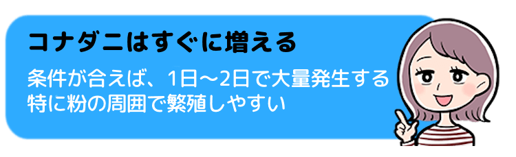 コナダニはすぐに増える