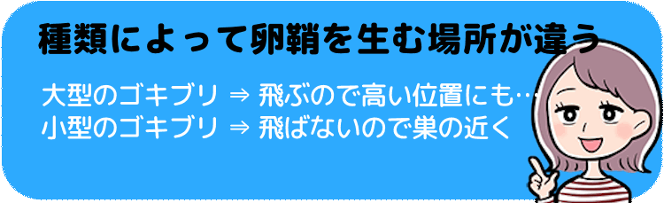 大型のゴキブリと小型のゴキブリでは卵鞘を生む場所が違う