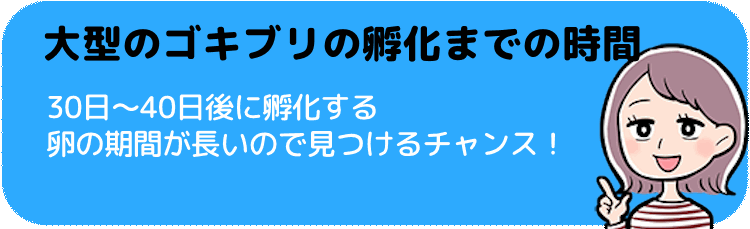 大型のゴキブリの孵化までの時間