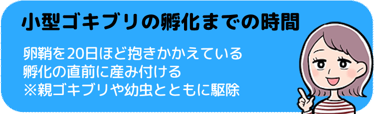 小型ゴキブリの孵化までの時間