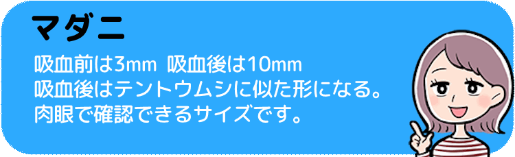 マダニの全長