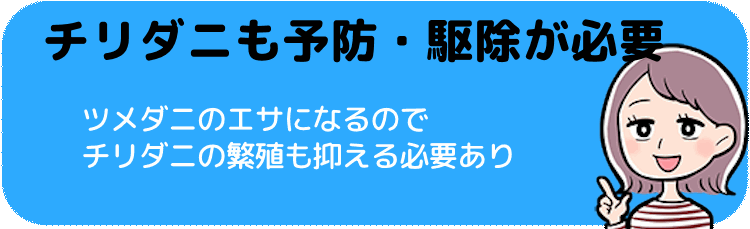 チリダニはツメダニのエサになるのでやはり予防、駆除が必要