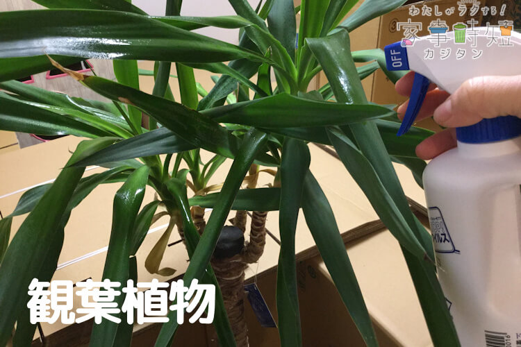 観葉植物